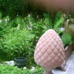 Ornament: Pina  Dennekegel