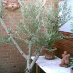 Ornament: Eolo   de wind